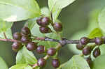 Lanceleaf buckthorn